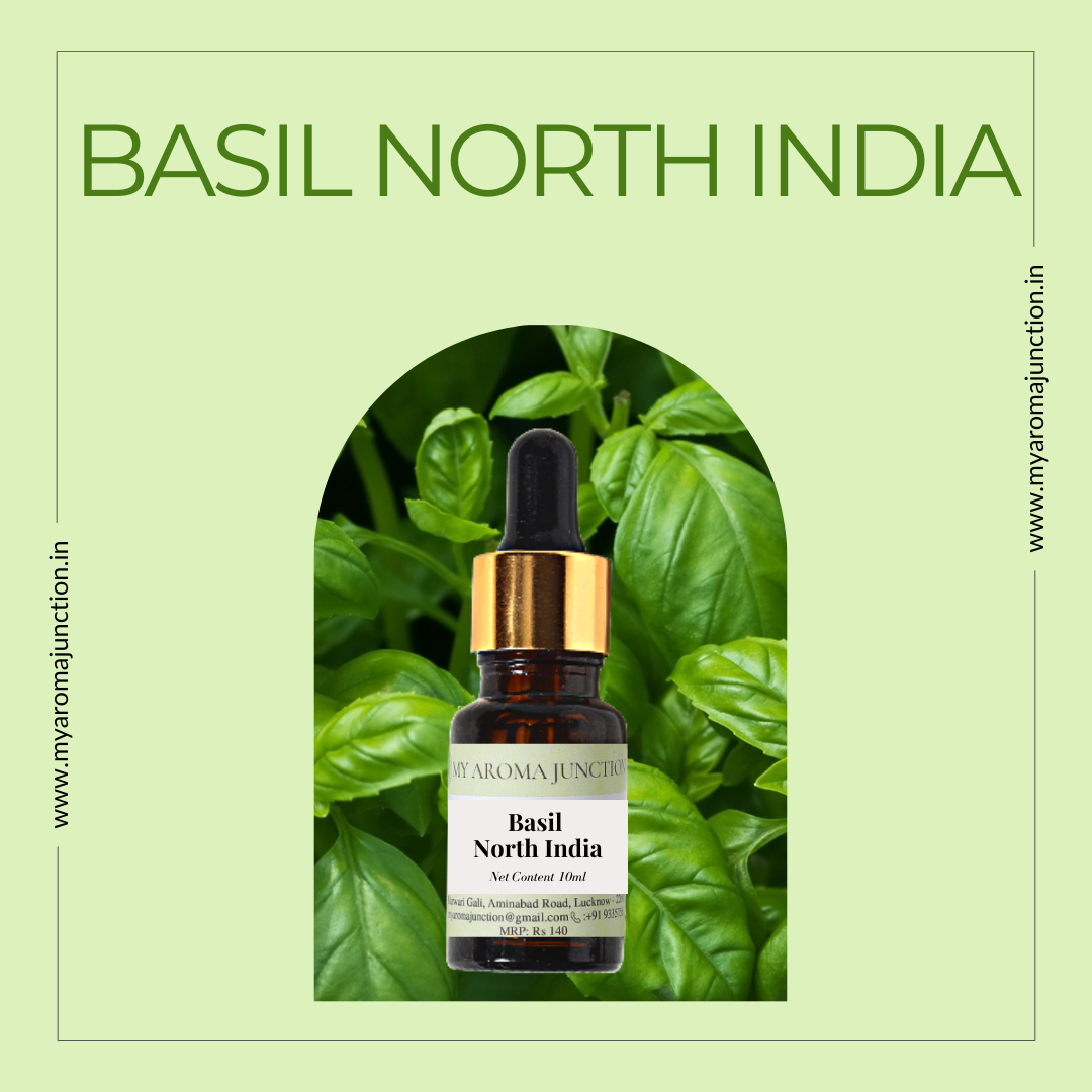 Basil North India Essential Oil My Aroma Junction